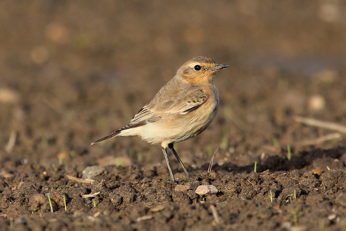 Isabelline Wheatear