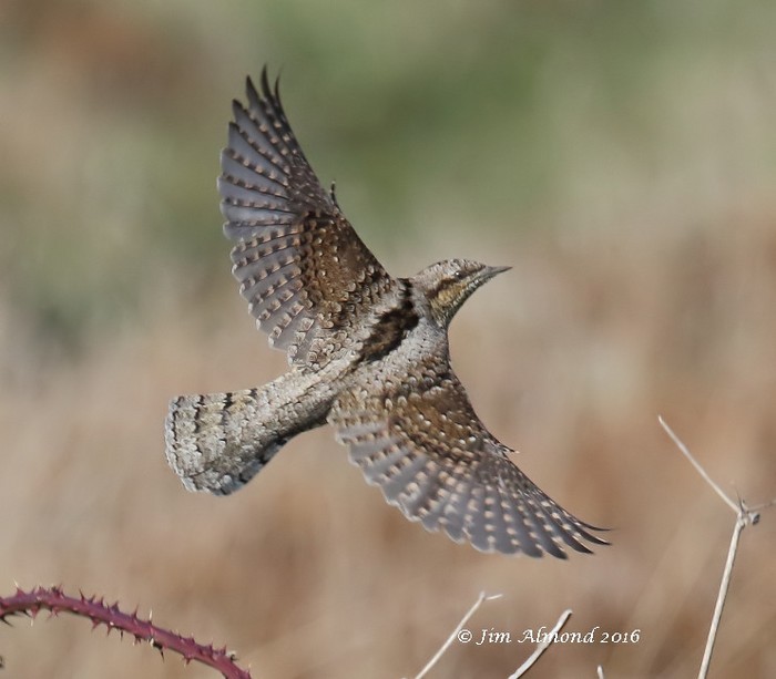 Wryneck
