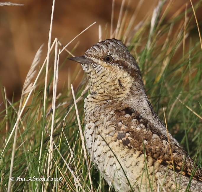 wryneck