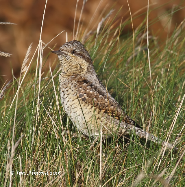 Wryneck