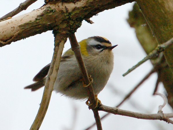 Firecrest