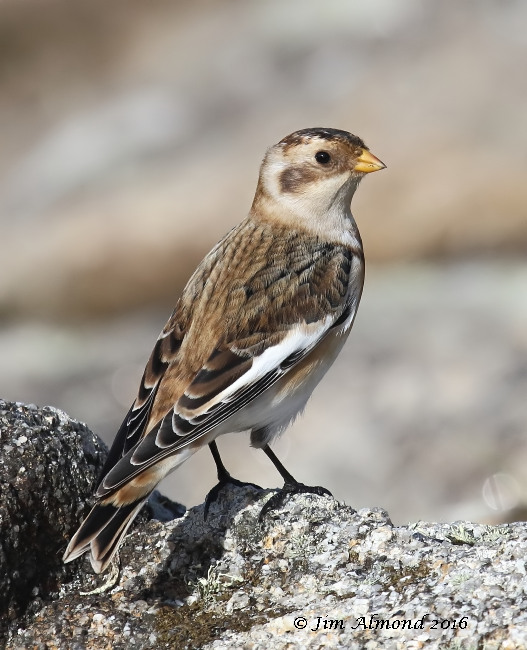 Snow Bunting