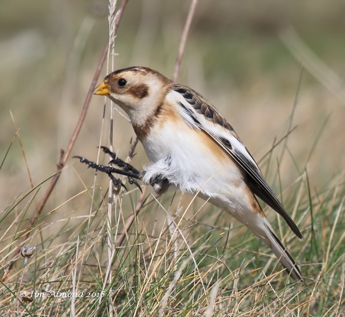 Snow Bunting