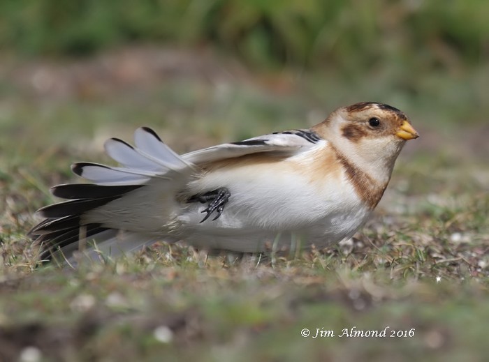 Snow Bunting