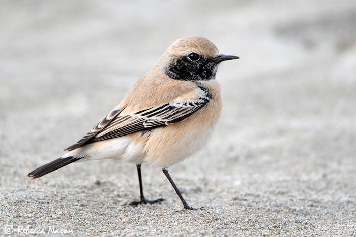Desert Wheatear