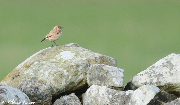 Isabelline Wheatear