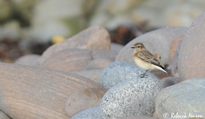 Pied Wheatear