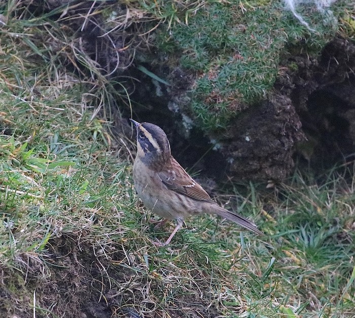 Siberian Accentor