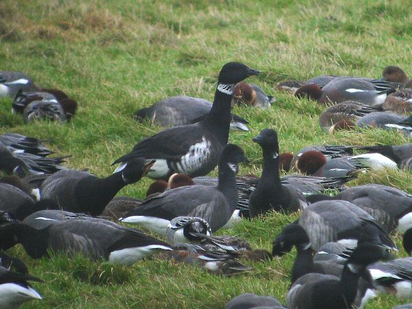 Black Brant