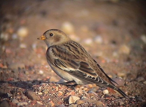 Snow Bunting
