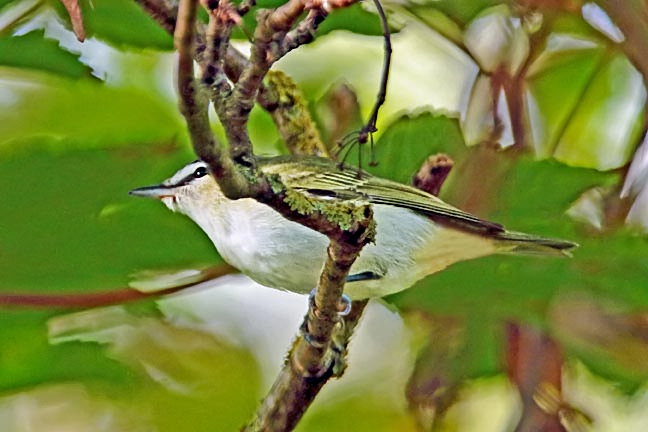 Red-eyed Vireo