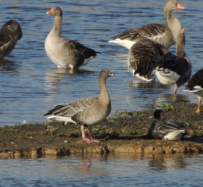 Pink-footed Goose