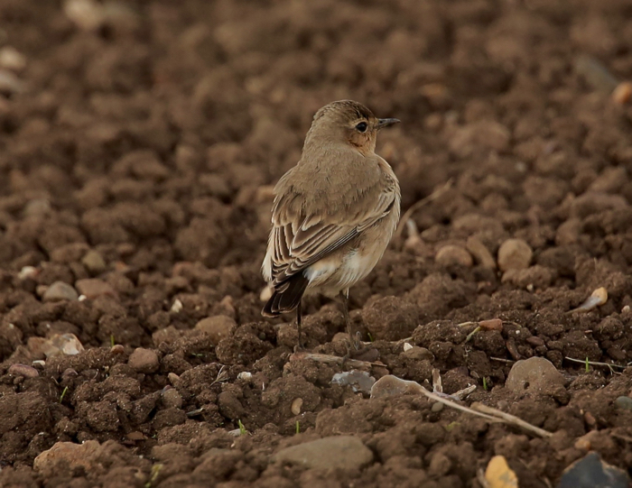 Isabelline Wheatear