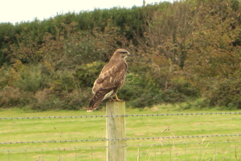 Buzzard