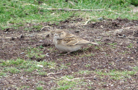 Short-toed Lark