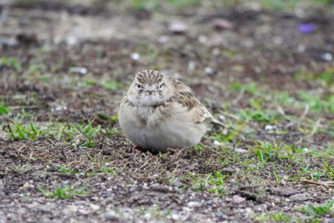 Short-toed Lark