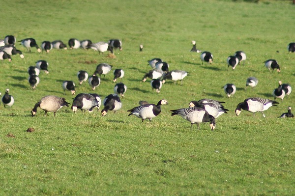 Taverner's Canada Goose