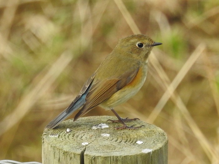 Red-flanked Bluetail