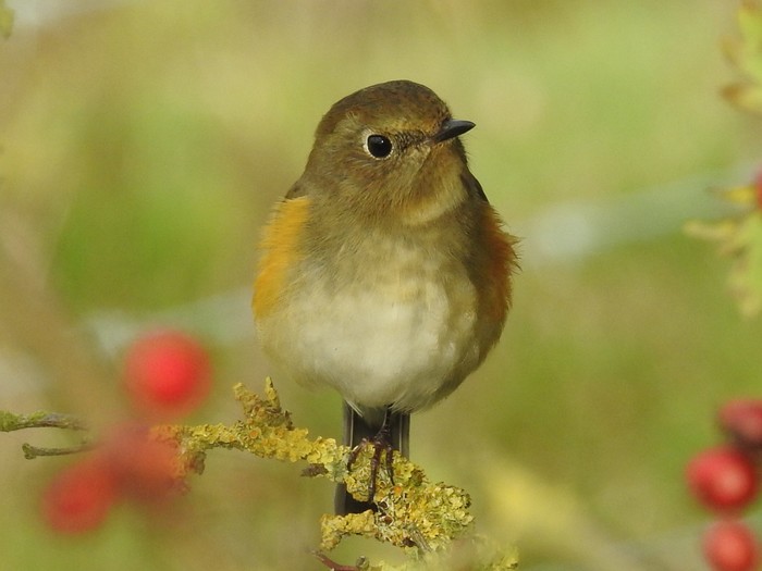 Red-flanked Bluetail