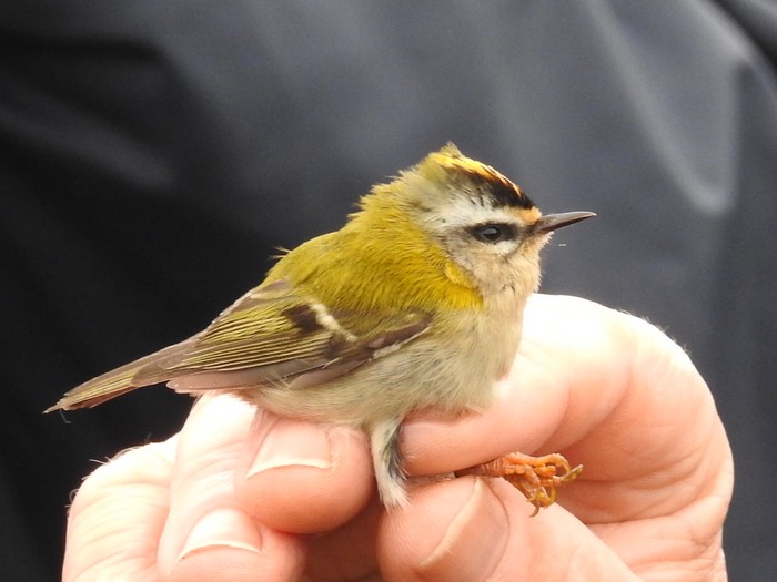 Firecrest