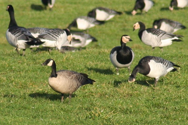 Taverner's Canada Goose