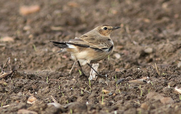 Isabelline Wheatear
