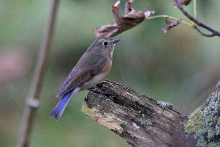 Red-flanked Bluetail