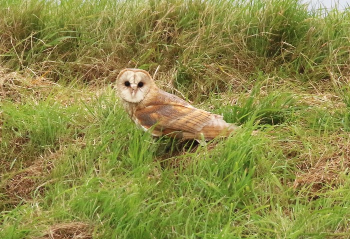 Barn Owl