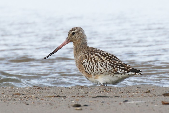 Bar-tailed Godwit