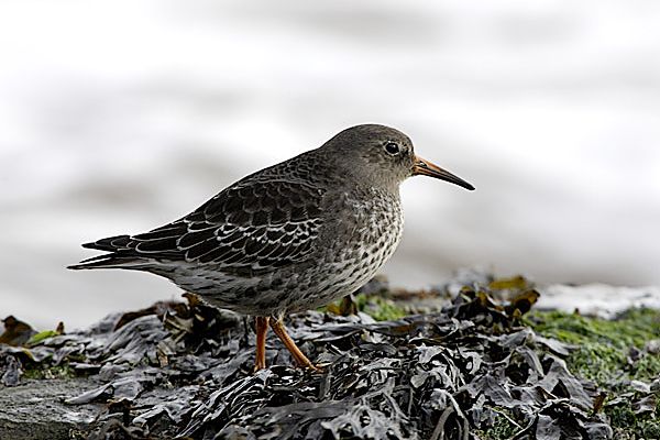 Purple Sandpiper
