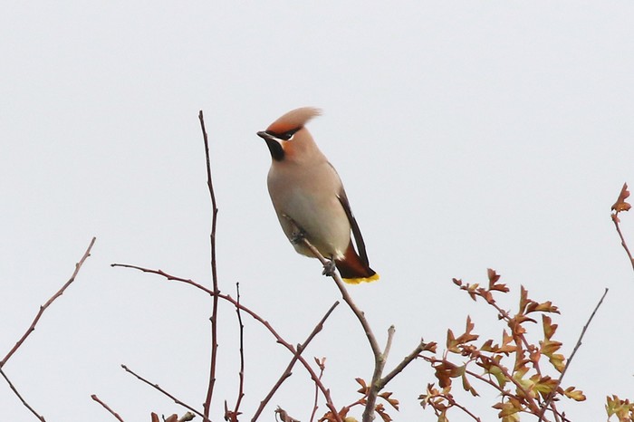 Waxwing