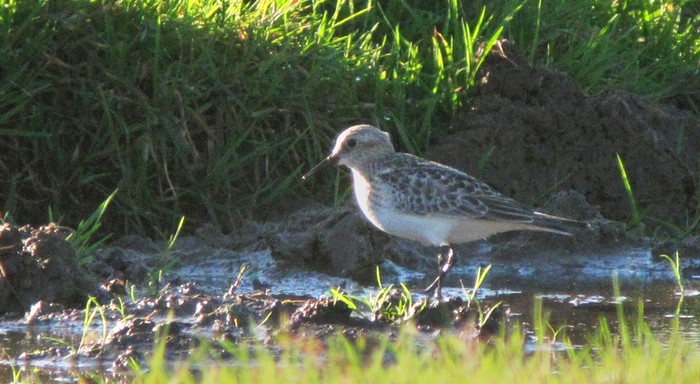 Baird's Sandpiper