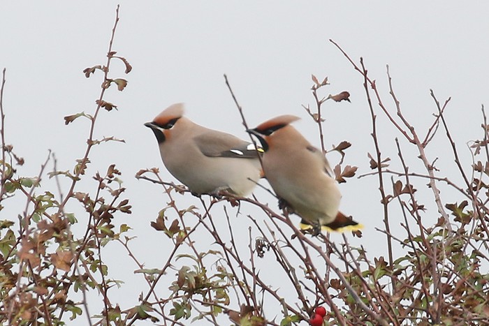 Waxwing