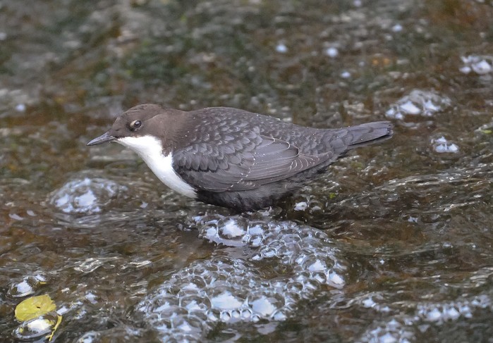 Black-bellied Dipper