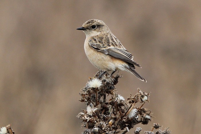 Siberian Stonechat