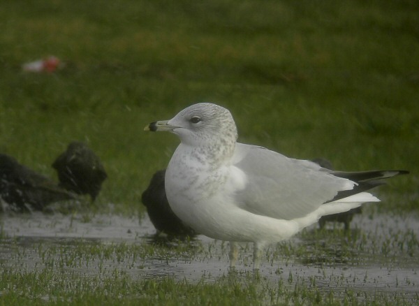Ring-billed Gull