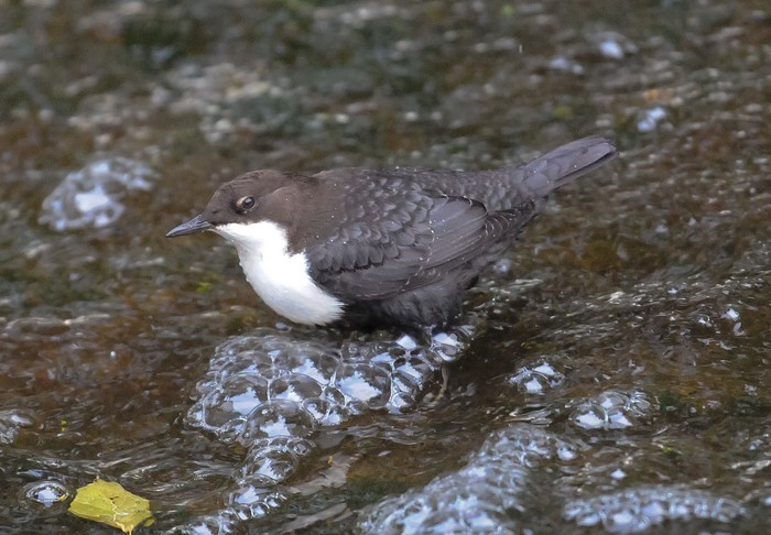 Black-bellied Dipper