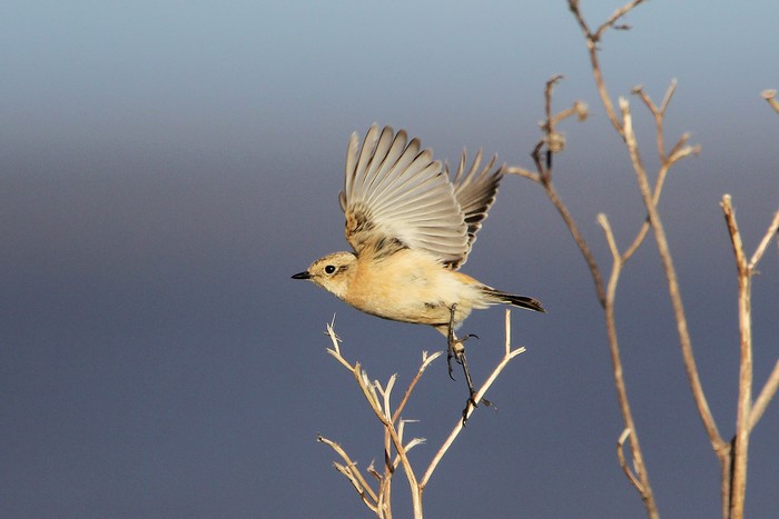 Siberian Stonechat
