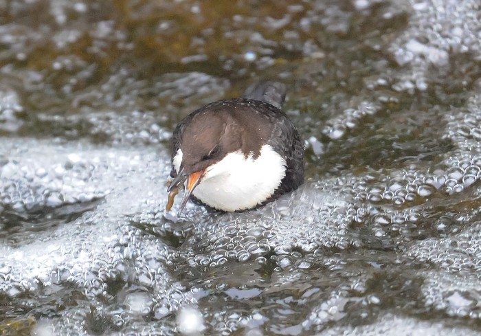 Black-bellied Dipper