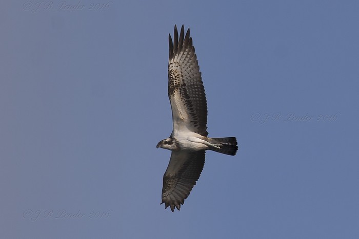 Osprey