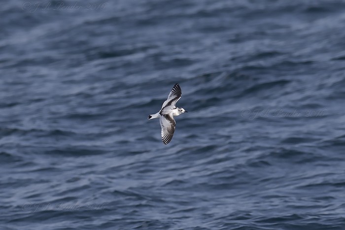 Little Gull