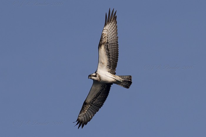 Osprey
