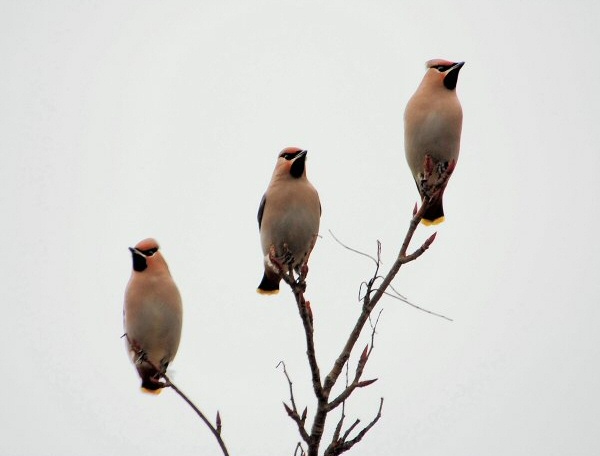 Waxwing