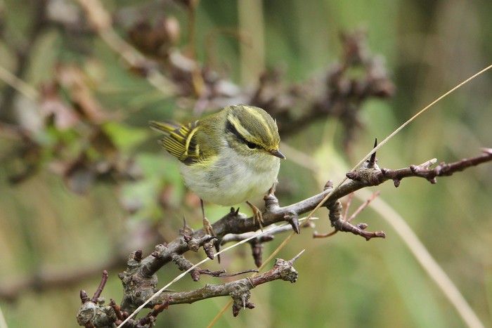 Pallas's Warbler