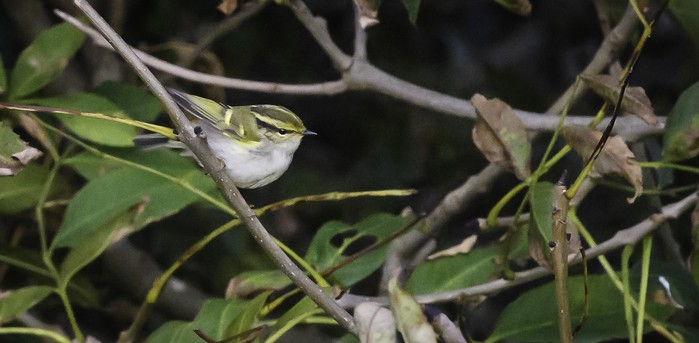 Pallas's Warbler