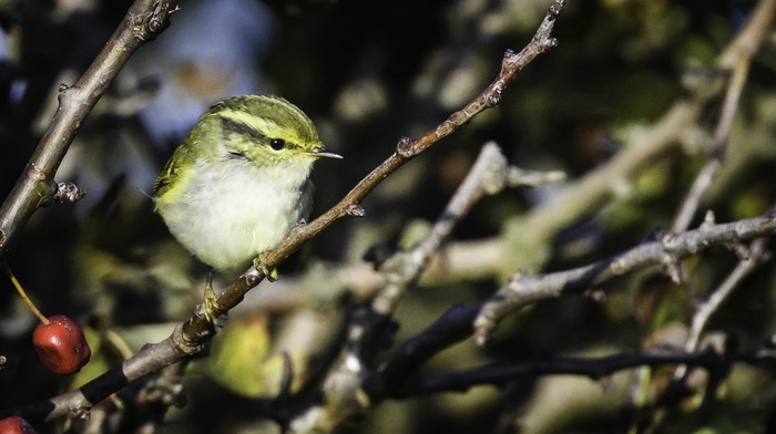 Pallas's Warbler