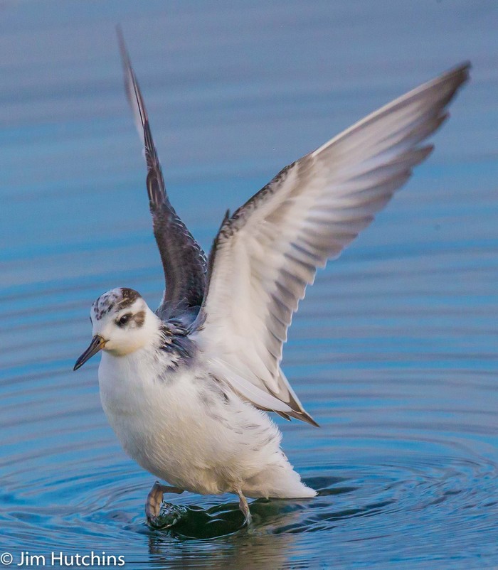 Grey Phalarope
