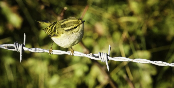 Pallas's Warbler