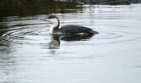 Red-throated Diver