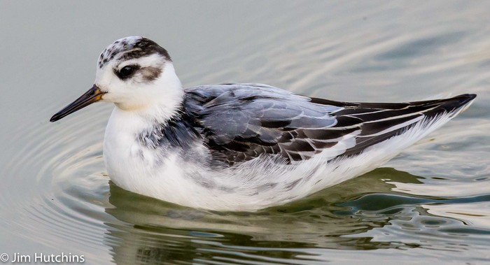 Grey Phalarope